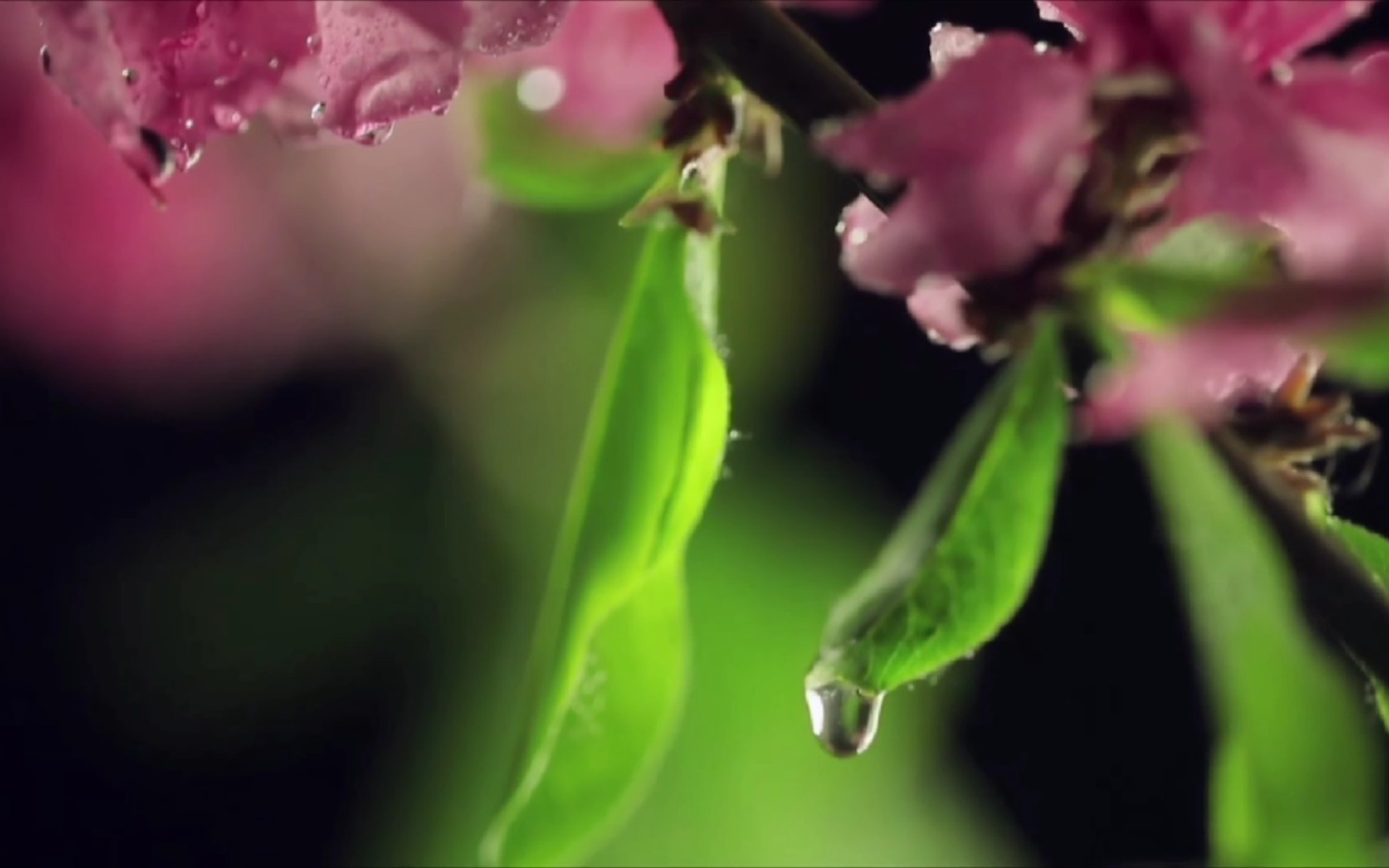 [图]盘点影视剧中的含蓄性圆房（拍手？鱼跃？花开等）