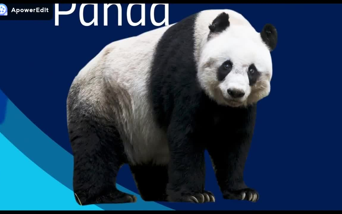 [图]Wild Animals Around The World 各大洲野生动物