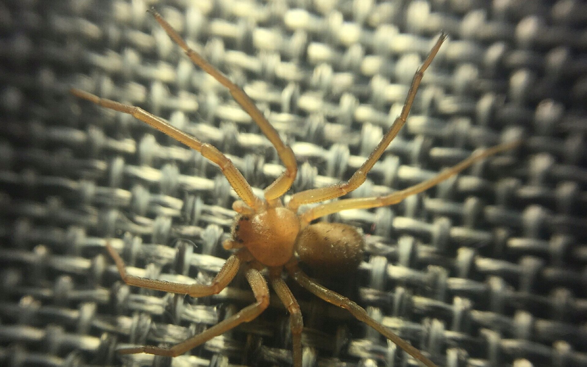 【六眼沙蛛】sicarius terrosus拟态动作