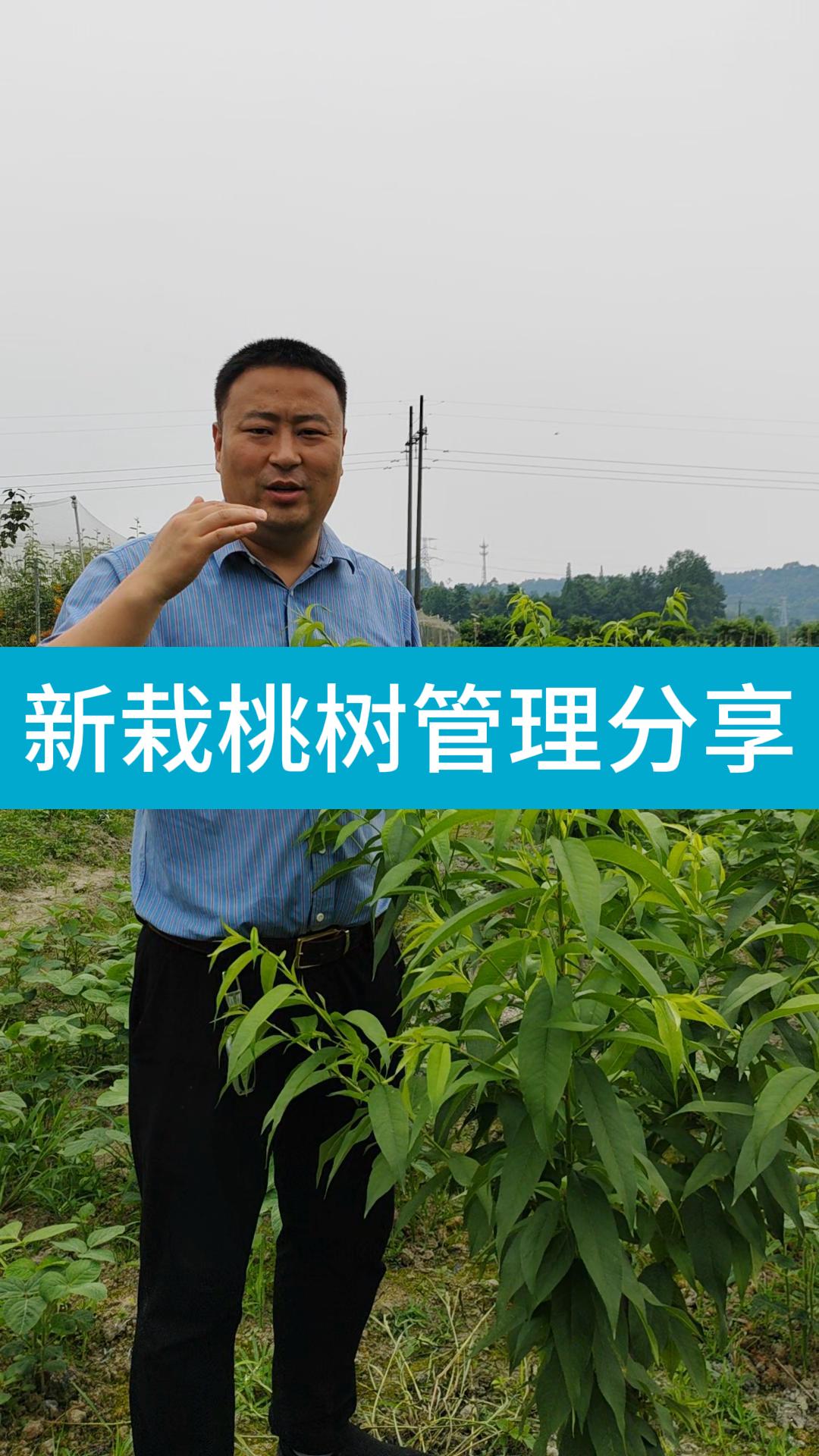 新栽桃树管理分享
