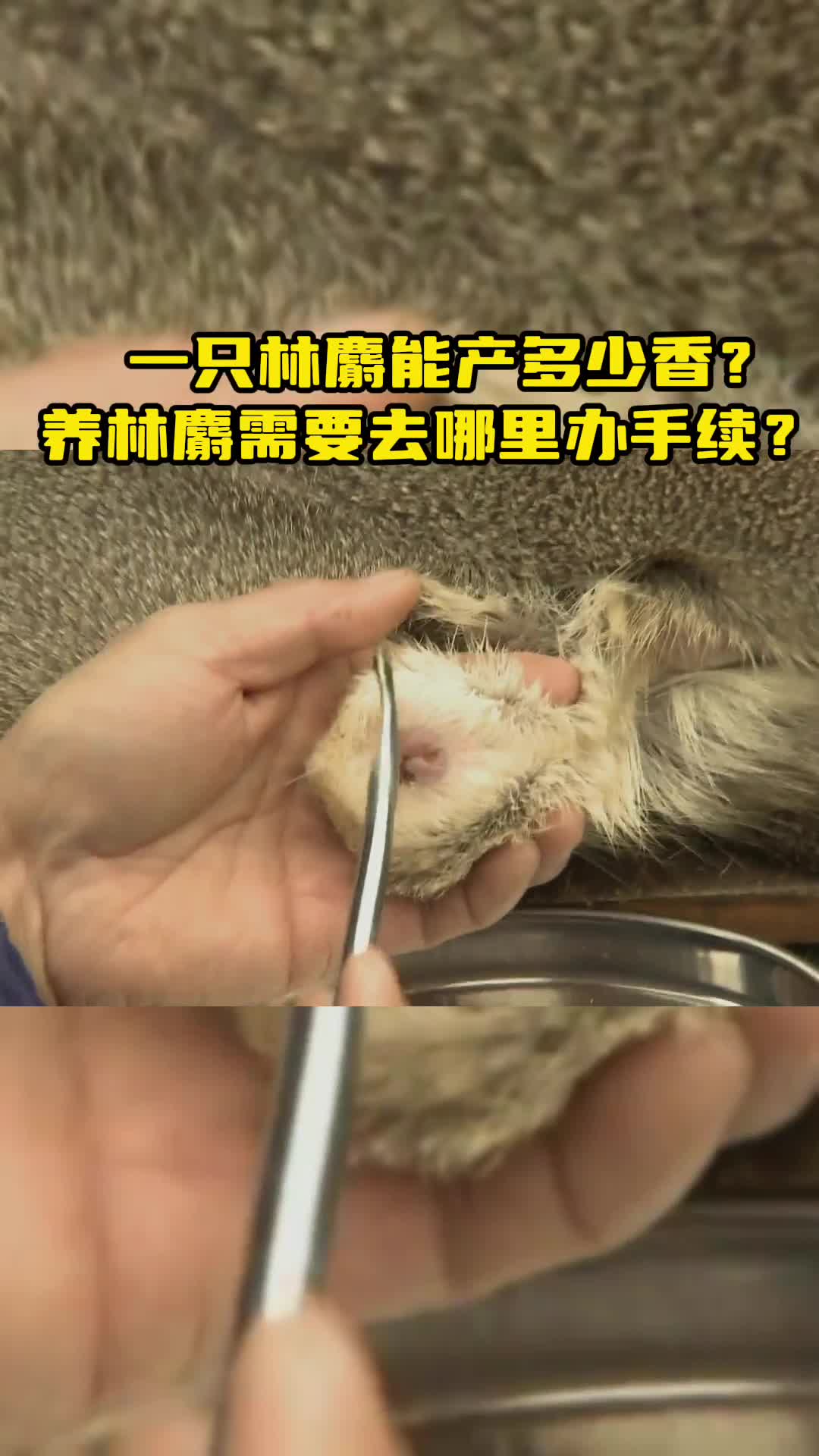 一只林麝能产多少香?养林麝需要去哪里办手续?哔哩哔哩bilibili