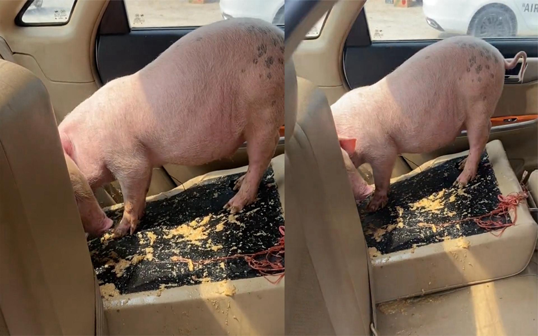 老板为省钱用私家车拉猪仔,刚开一公里猪就晕车呕吐车不能要了