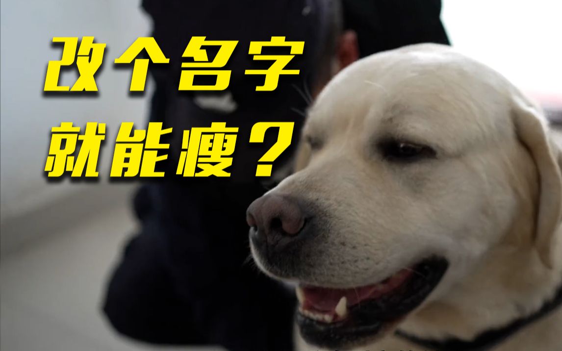 冷知识!警犬为何不能随便改名字?哔哩哔哩bilibili