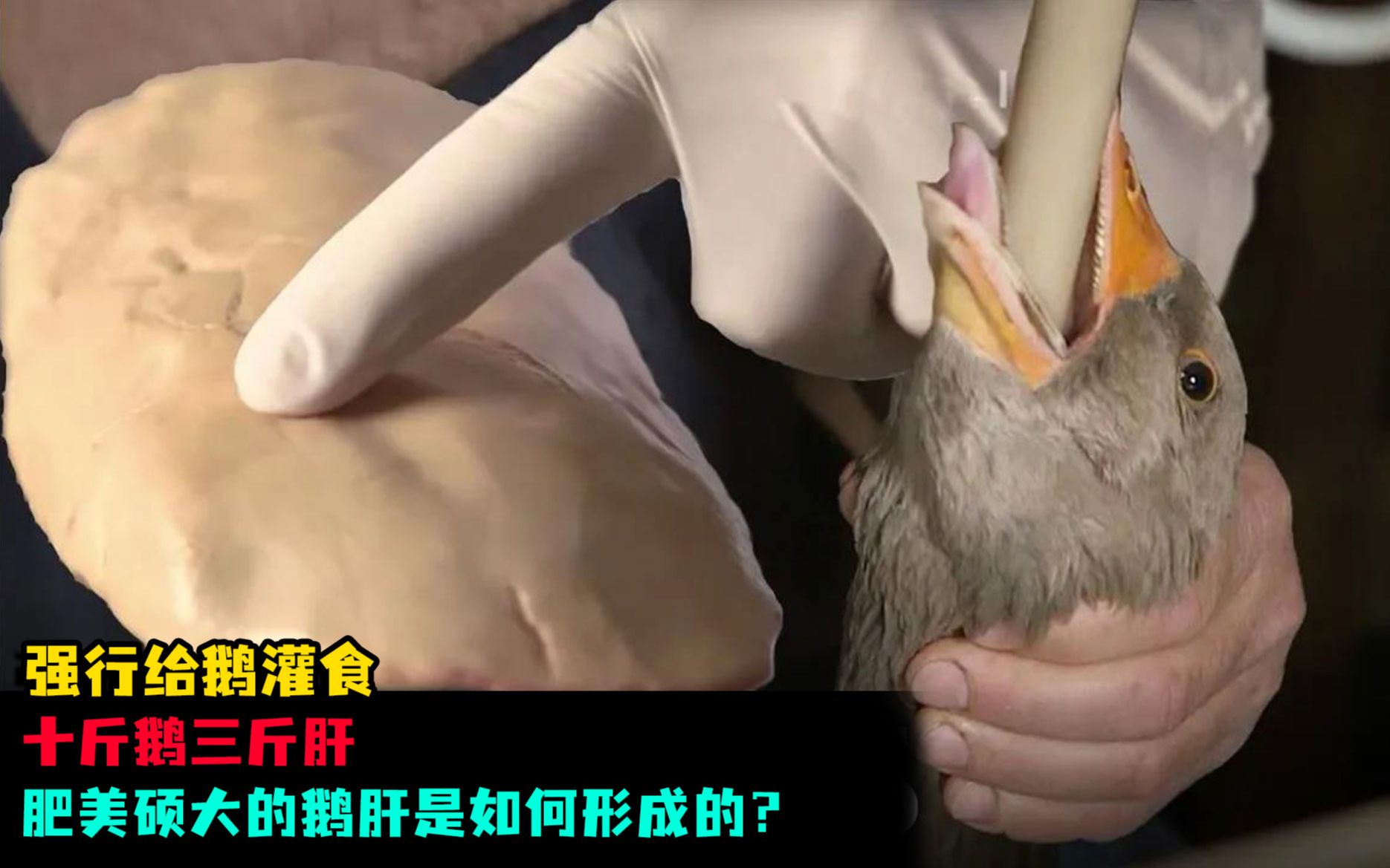 强行给鹅灌食,十斤鹅三斤肝,肥美硕大的鹅肝是如何形成的?