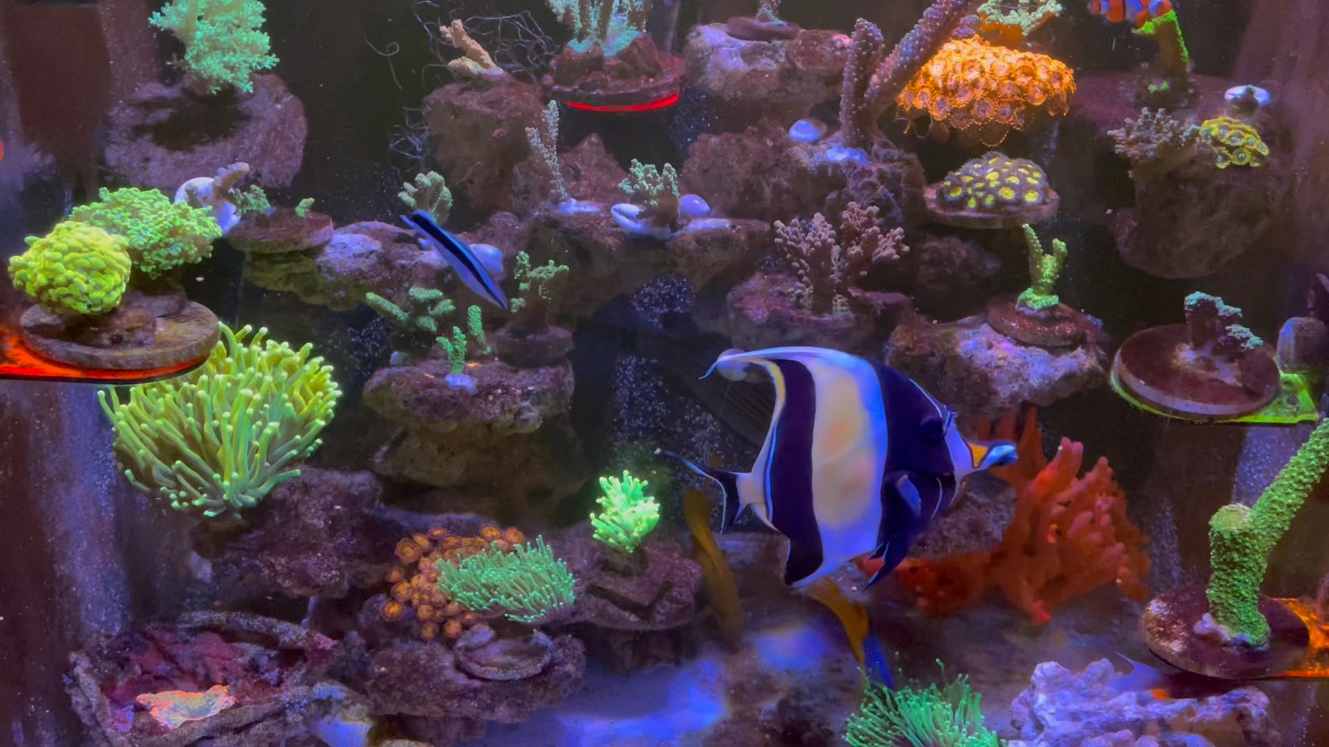 大纹吊两个月终于开口颗粒了