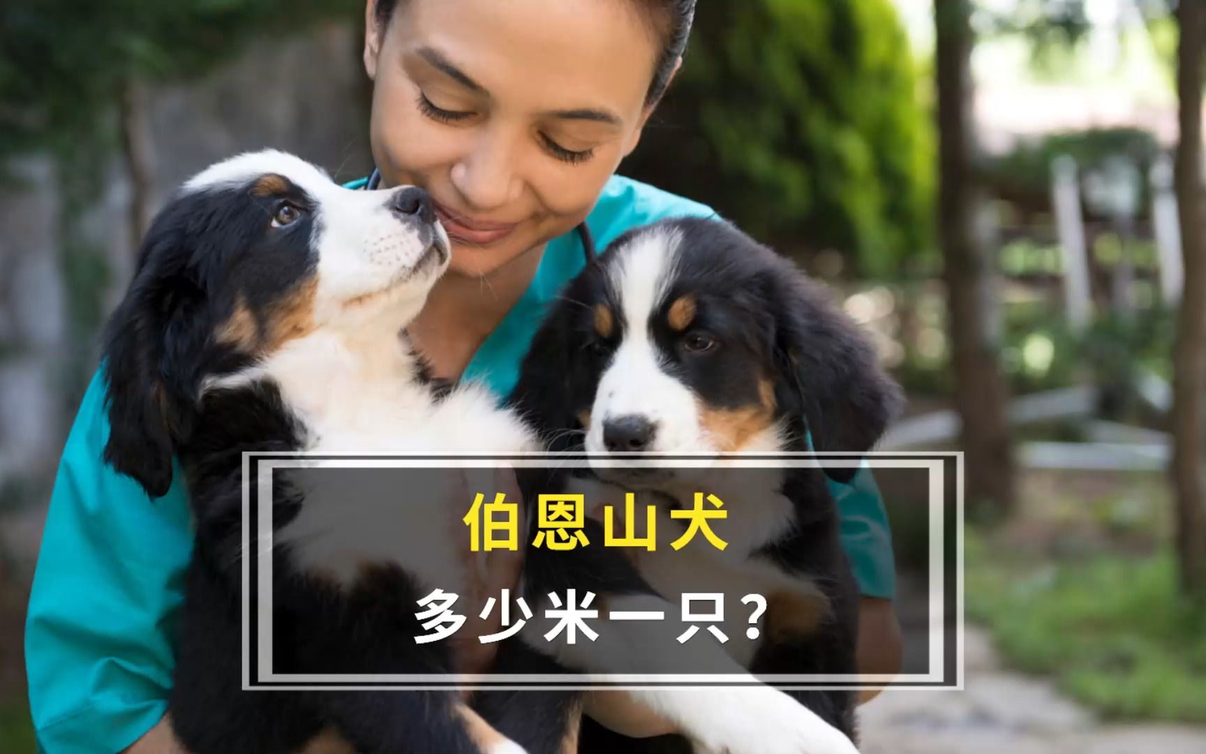 伯恩山犬价格是多少?哔哩哔哩bilibili