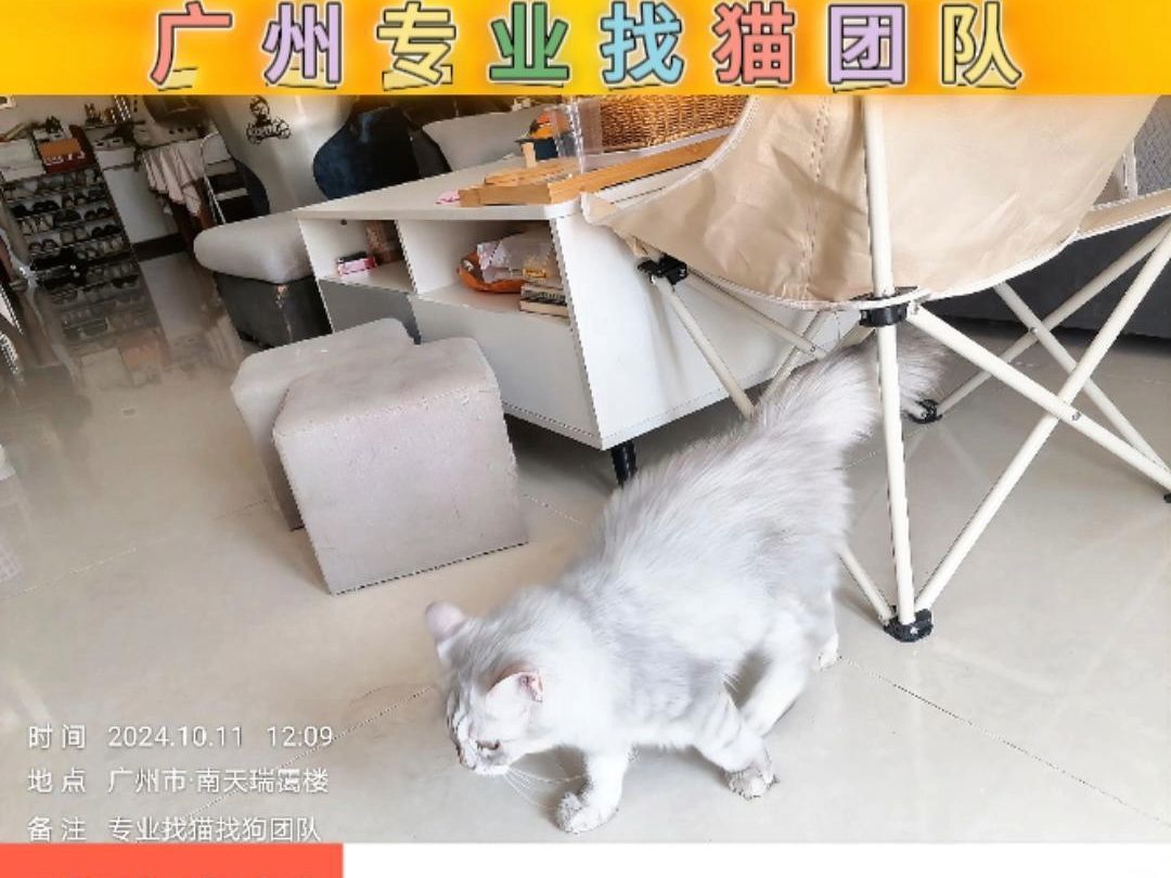 广州找猫团队 28层楼营救走丢猫咪哔哩哔哩bilibili