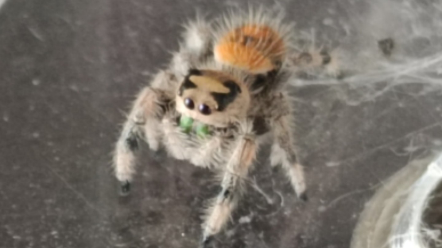 被放出来溜达的小跳蛛