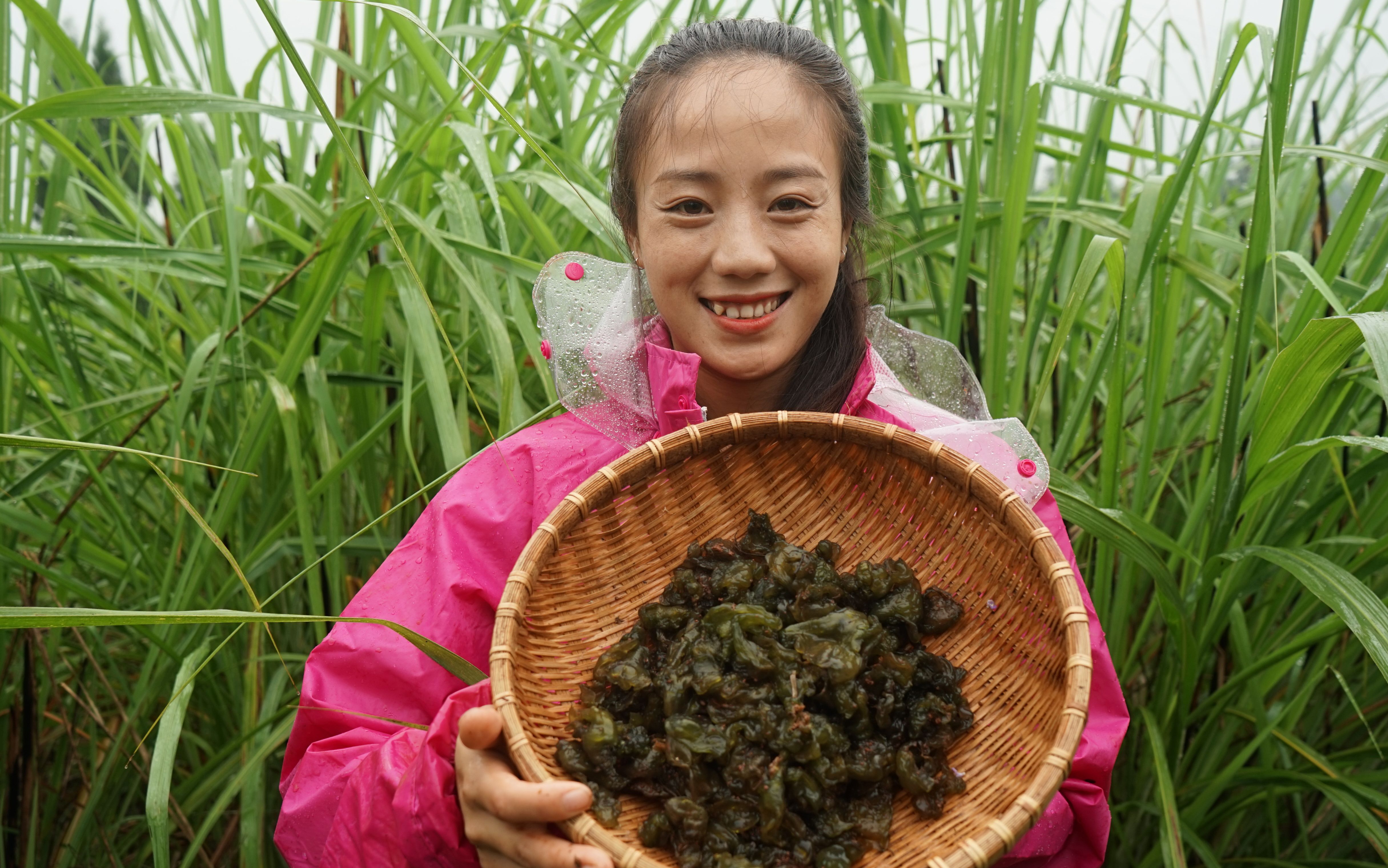 这种野菜下雨才会长,比木耳的营养价值更高,关键还很下饭哔哩哔哩bilibili