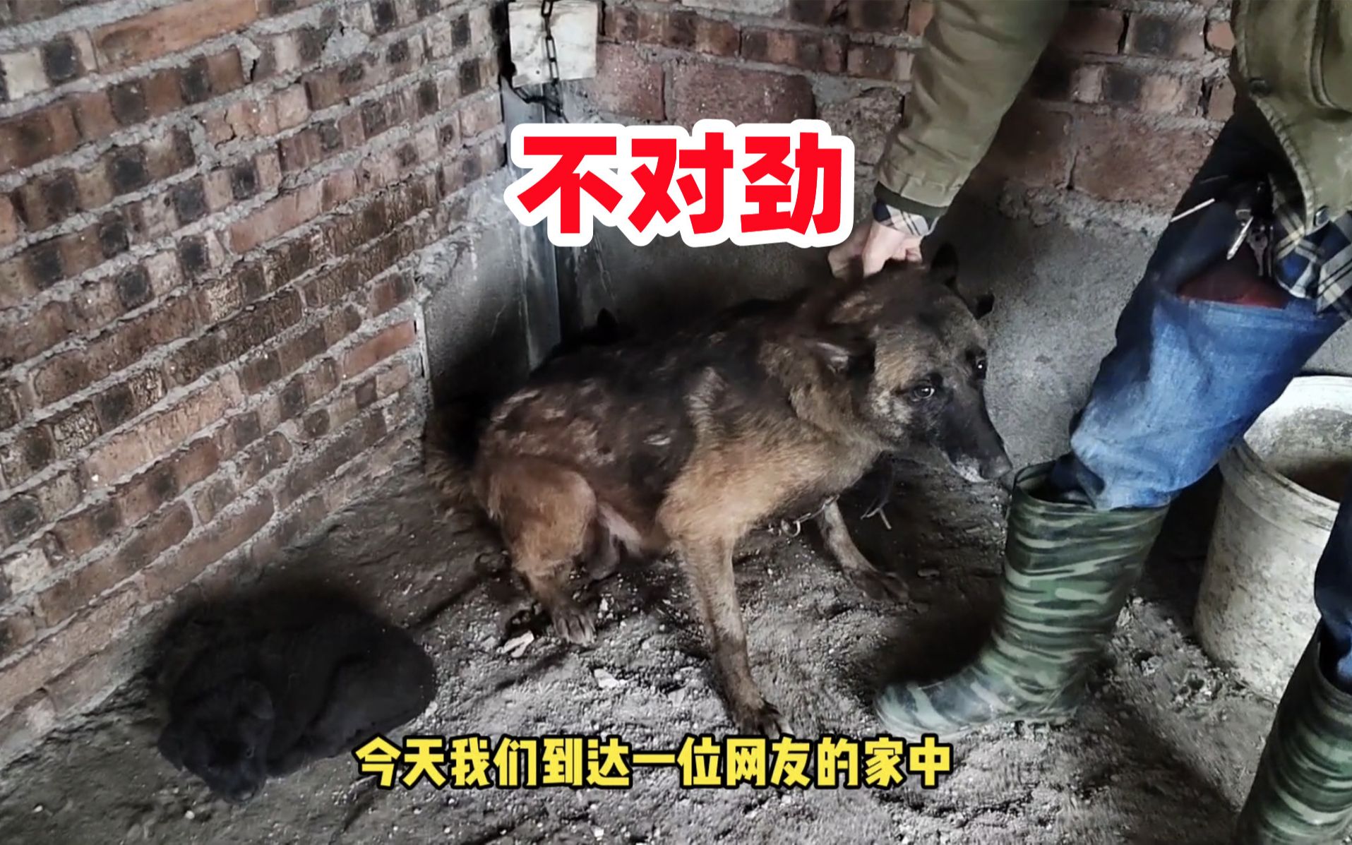 马犬配藏獒后代图片图片