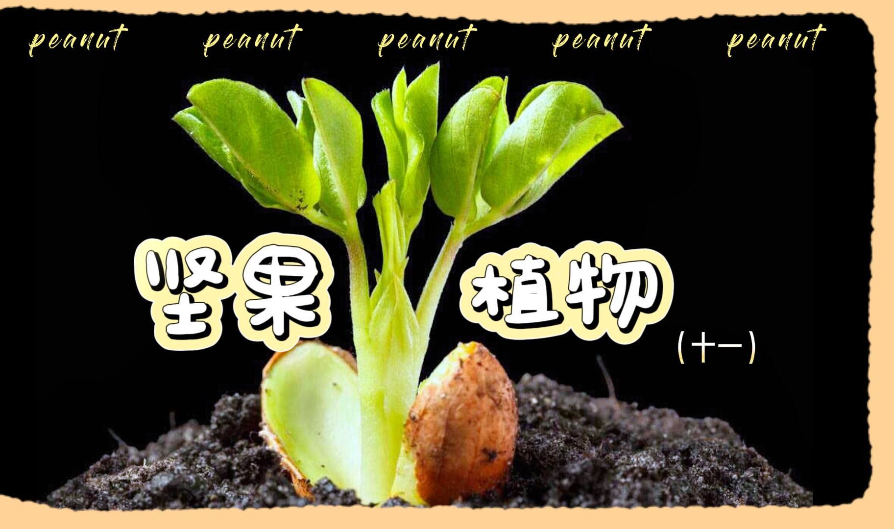 坚果植物(十一):花生——地上开花,花落而生哔哩哔哩bilibili