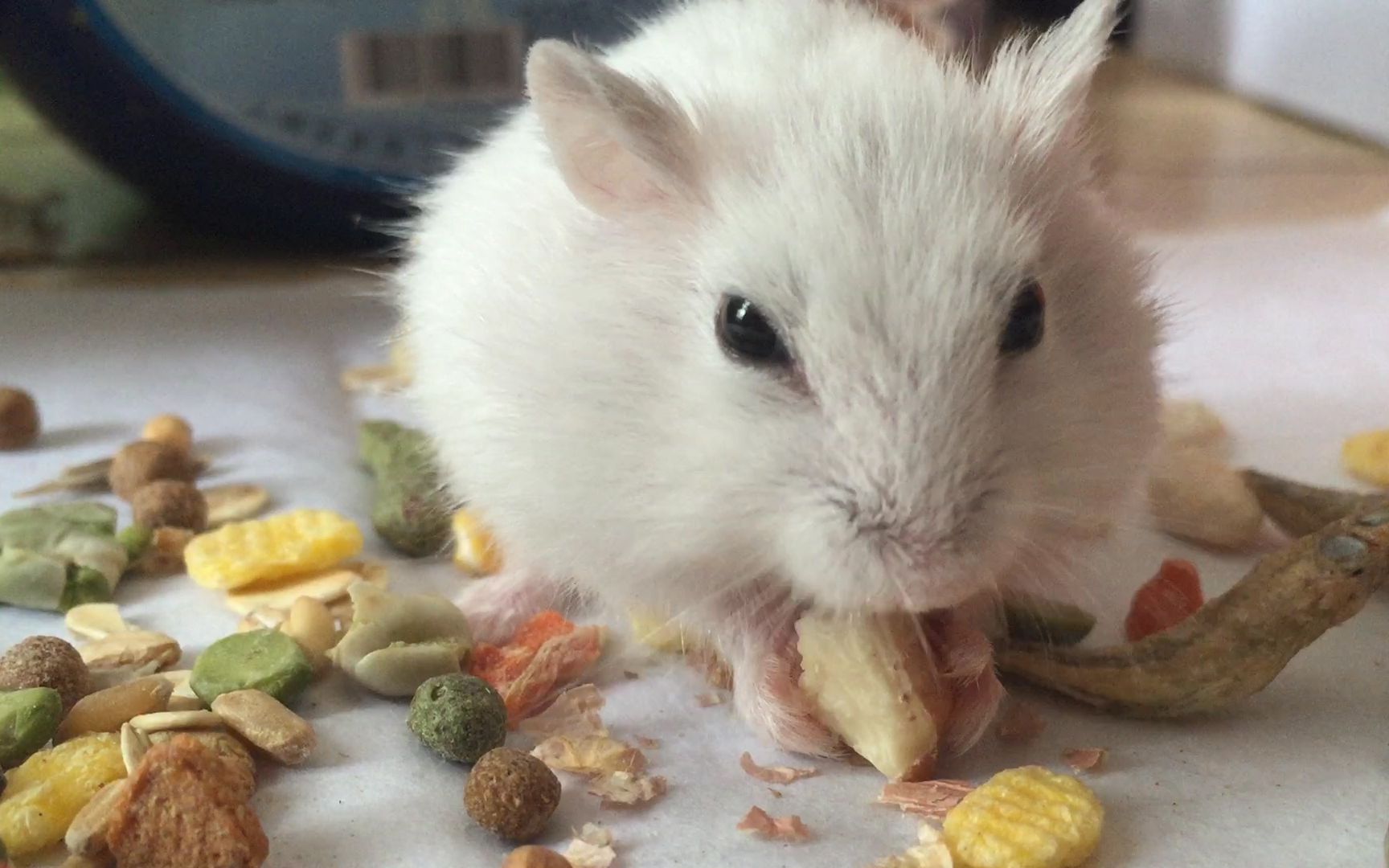 小黑小白系列这个仓鼠看起来好好吃ˋ▽
