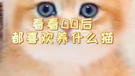 布偶猫舍布偶猫多少钱布偶小奶猫布偶猫成长日记猫咪日常猫咪可爱视频缅因猫太二银虎缅因猫苏格兰折耳猫哔哩哔哩bilibili