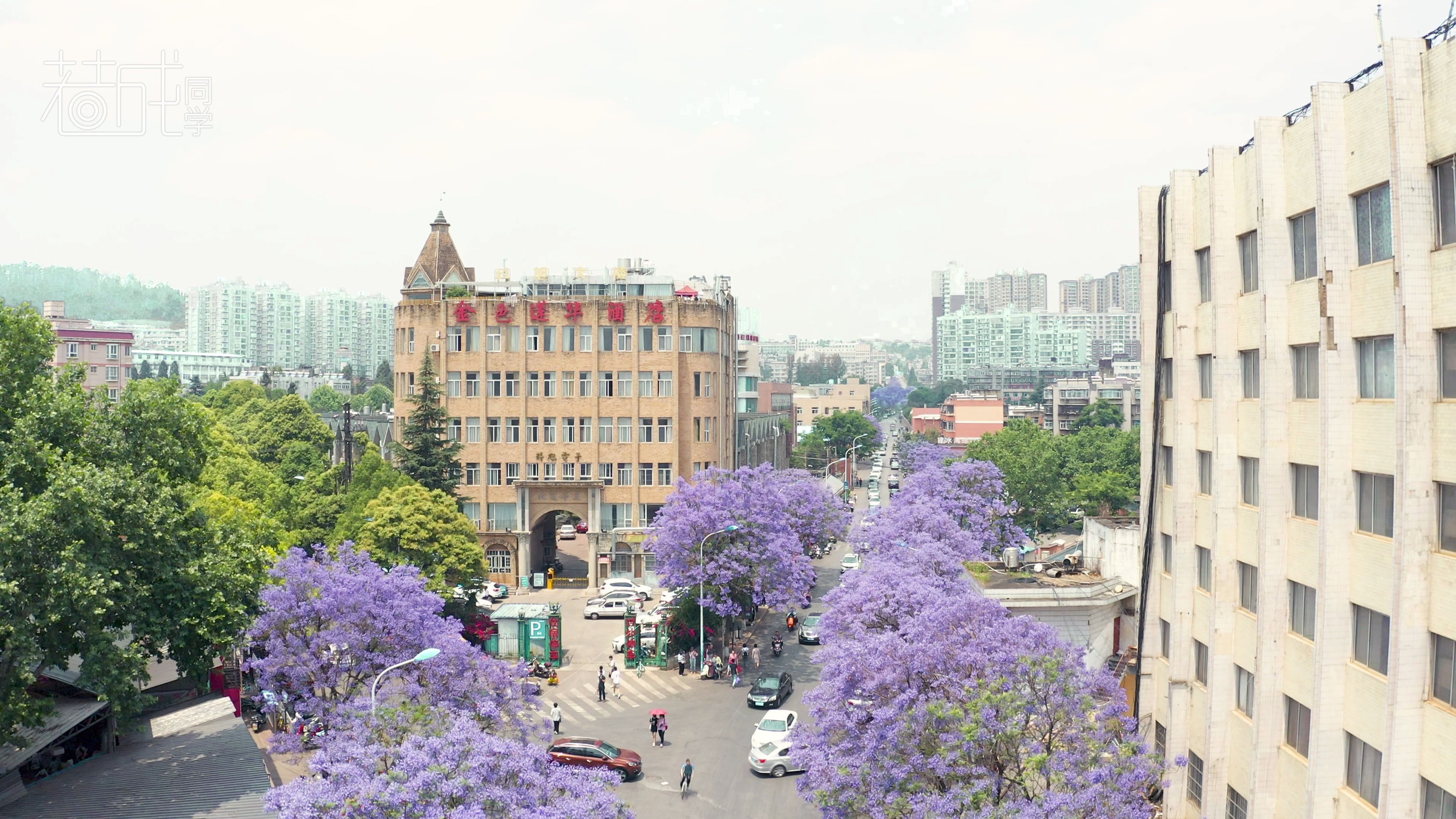 航拍|昆明教场中路蓝花楹