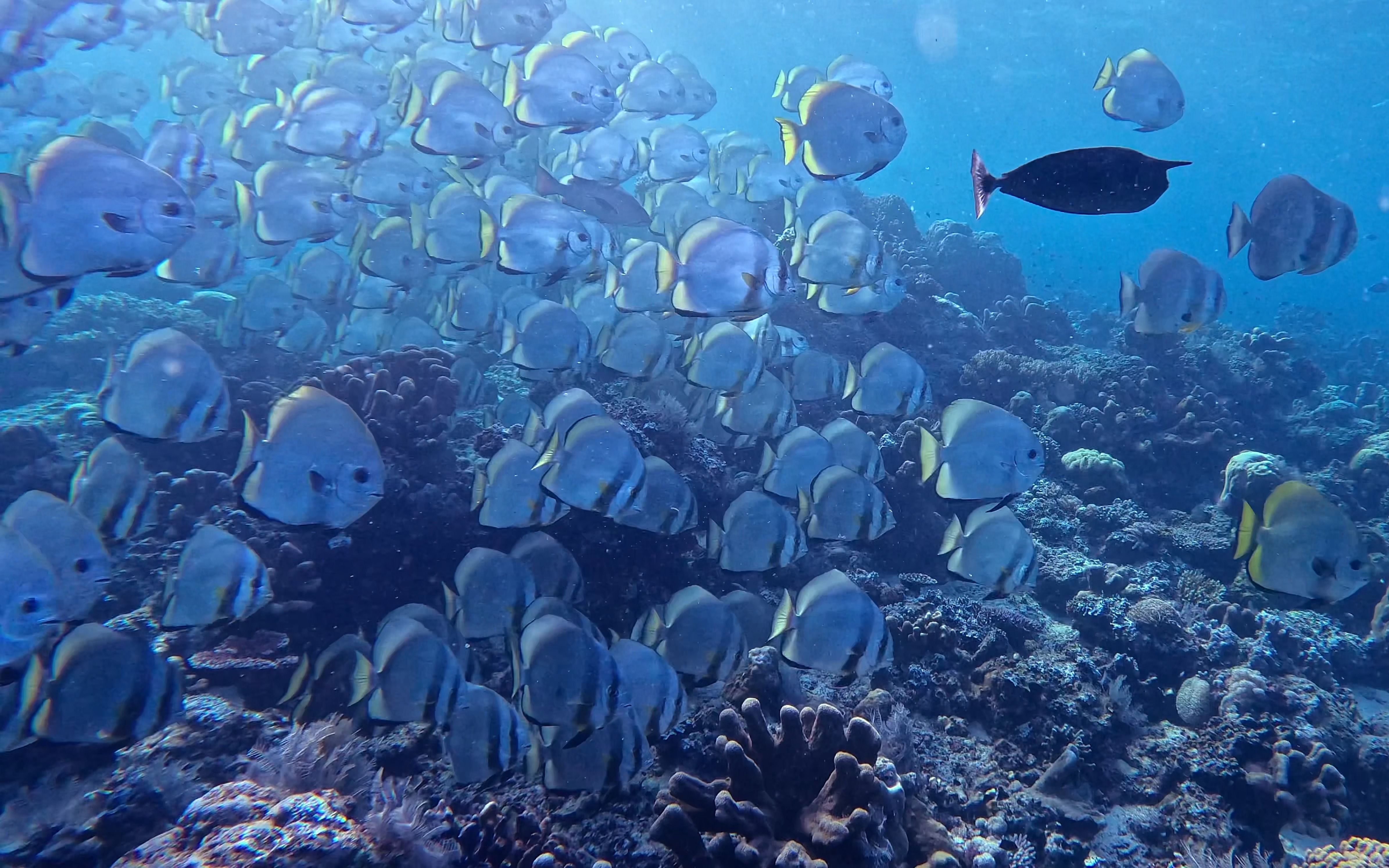 「马来西亚仙本那潜水」梦幻的诗巴丹岛深潜