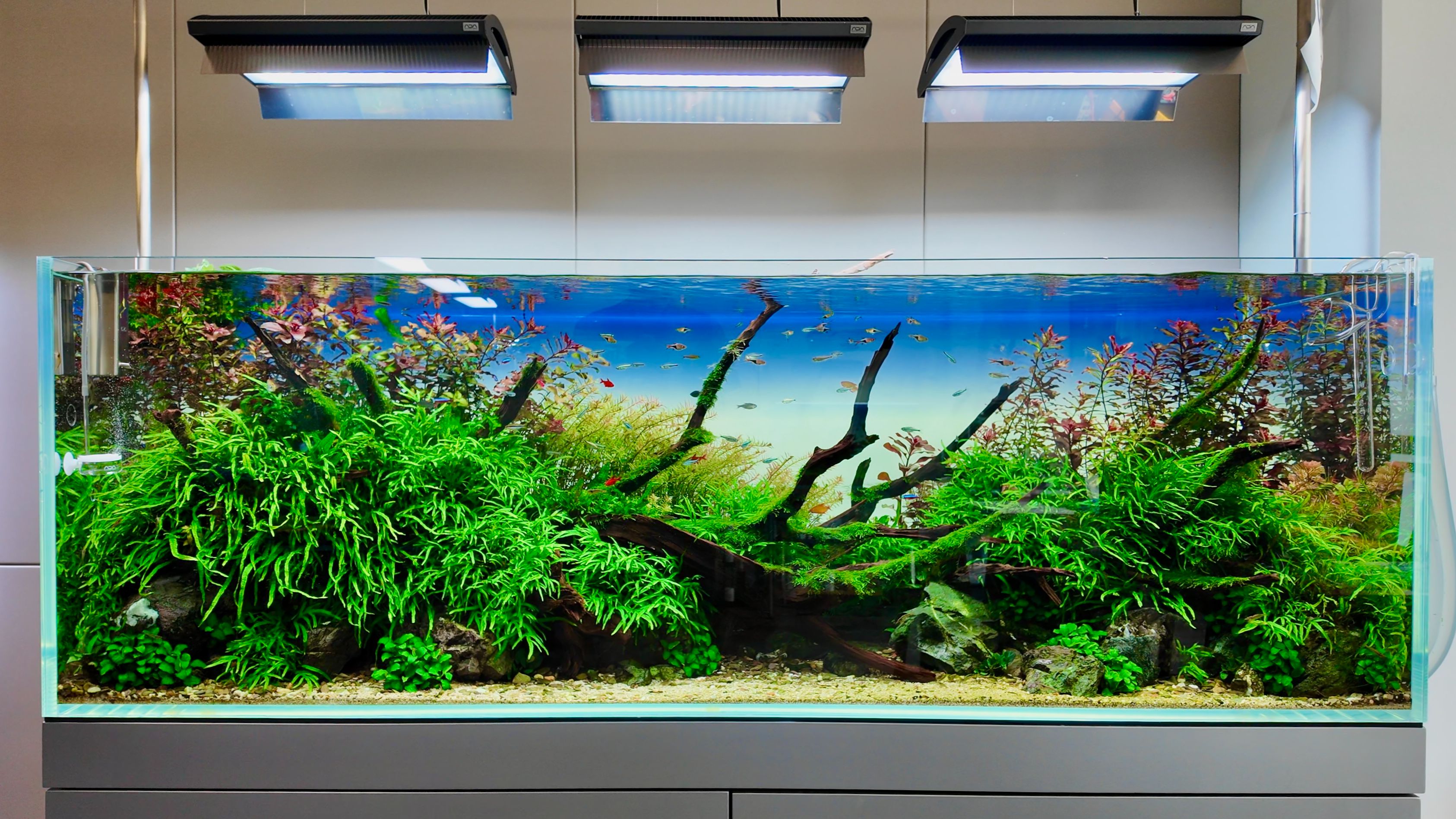 959/365 精美绝伦的鱼缸造景