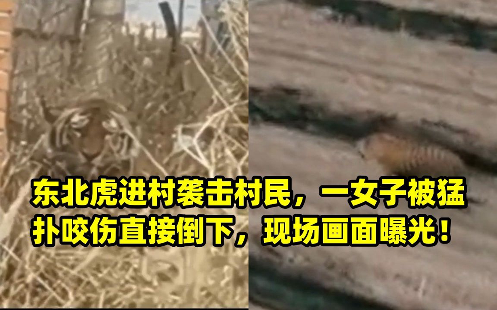 东北虎进村袭击村民,一女子被猛扑咬伤直接倒下,现场画面曝光!