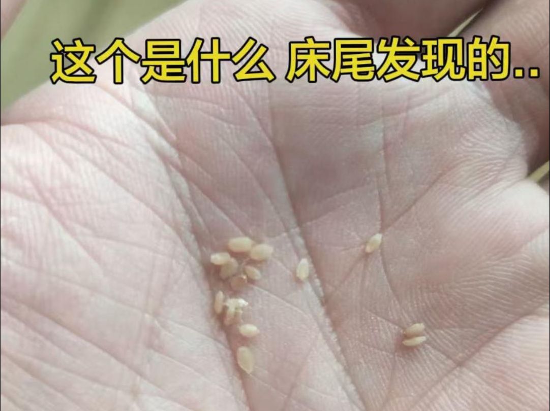 养猫不驱虫的危害居然这么大??!!这个博主按照成分和价格做了一份驱虫攻略,养猫人赶紧记笔记!哔哩哔哩bilibili