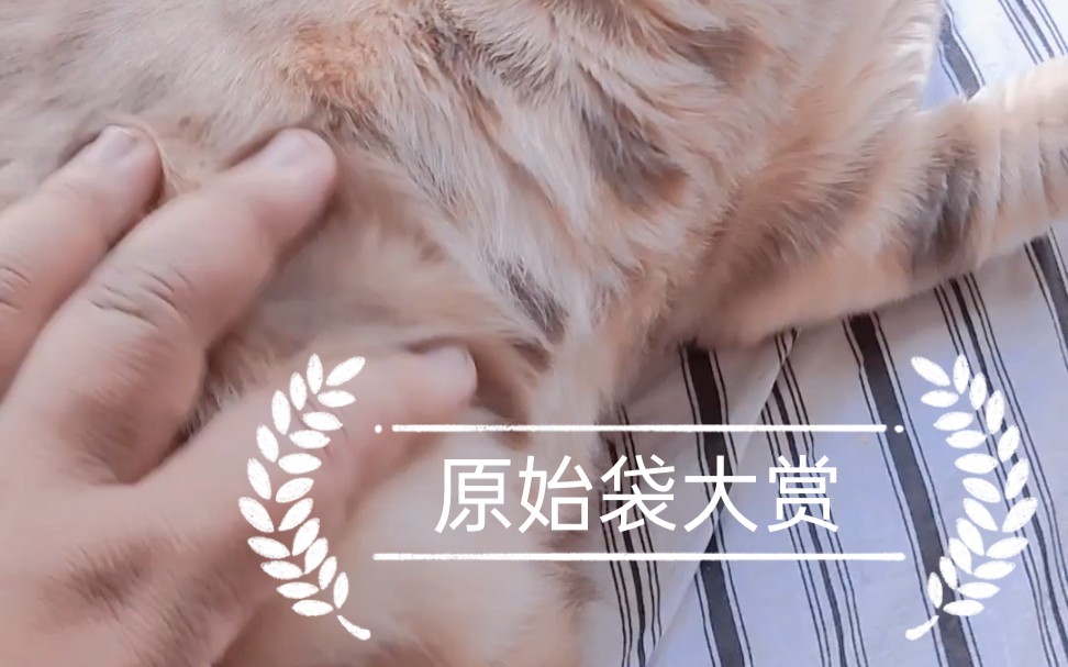 活动作品你的肚子像天鹅绒猫十五爷