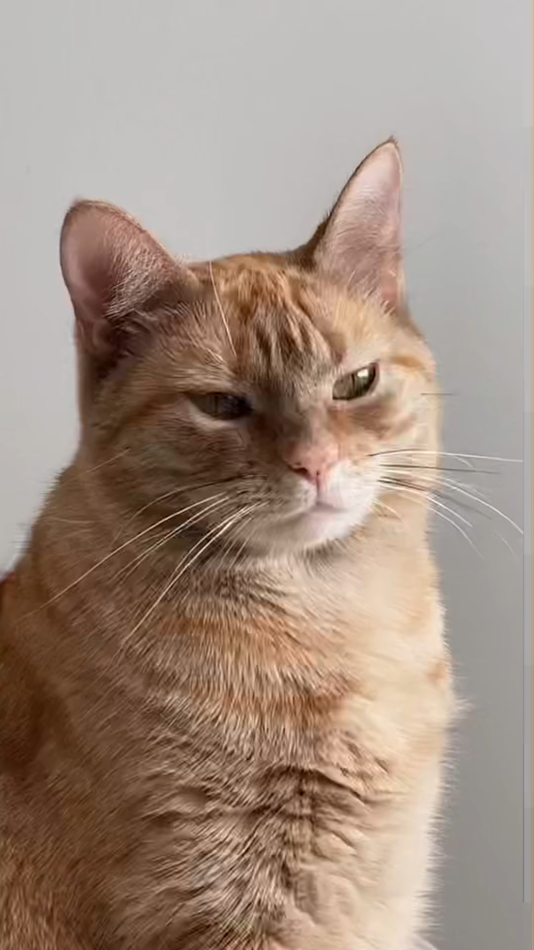 谁能拒绝一只困惑的小猫咪猫咪的迷惑行为猫咪日常萌宠大橘为重宠物家