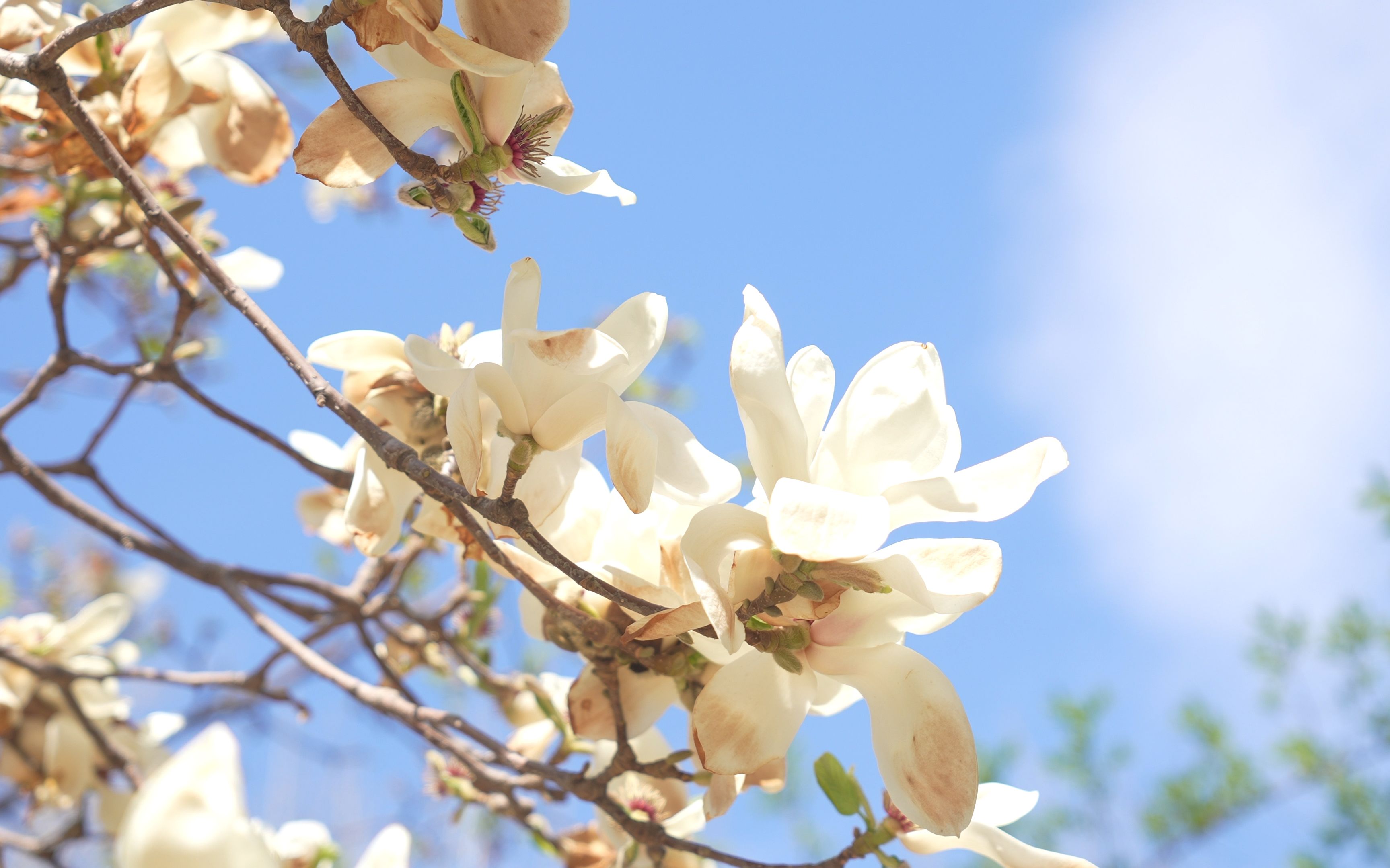 活动  【4k】风吹,花动