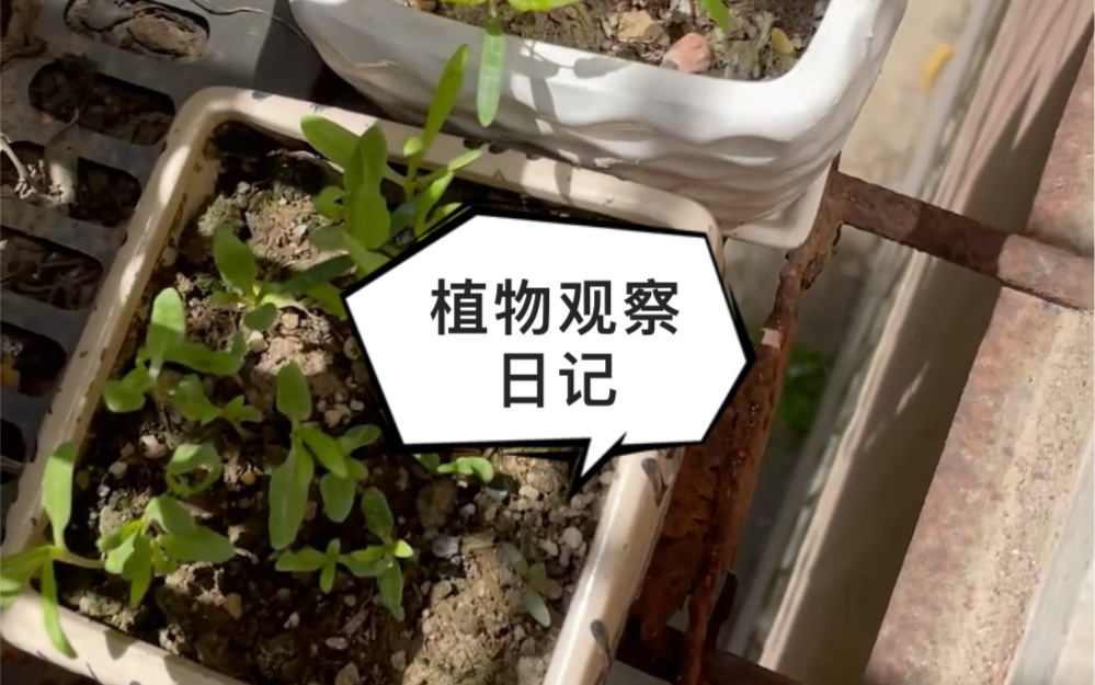 植物观察日记 1/5哔哩哔哩bilibili