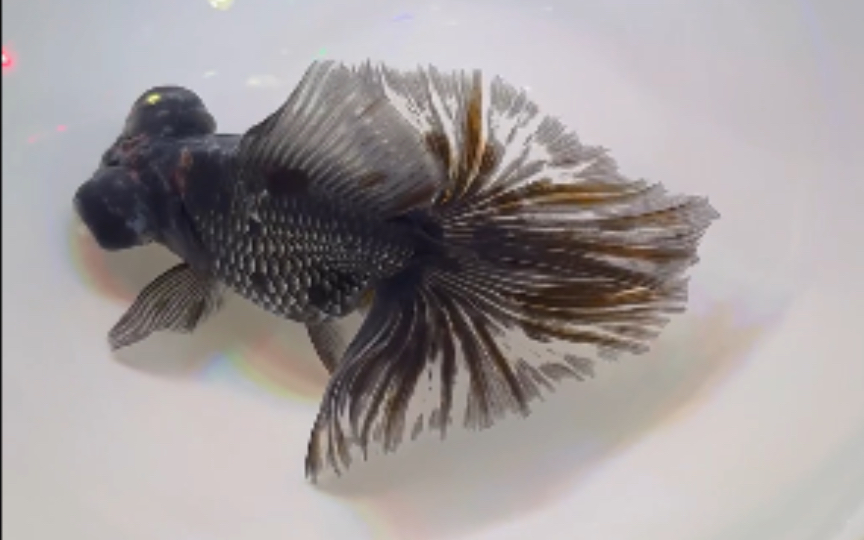 静下心看看鱼——传统金鱼蝶尾龙睛