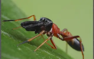 冬蚁 搜索结果 哔哩哔哩 Bilibili