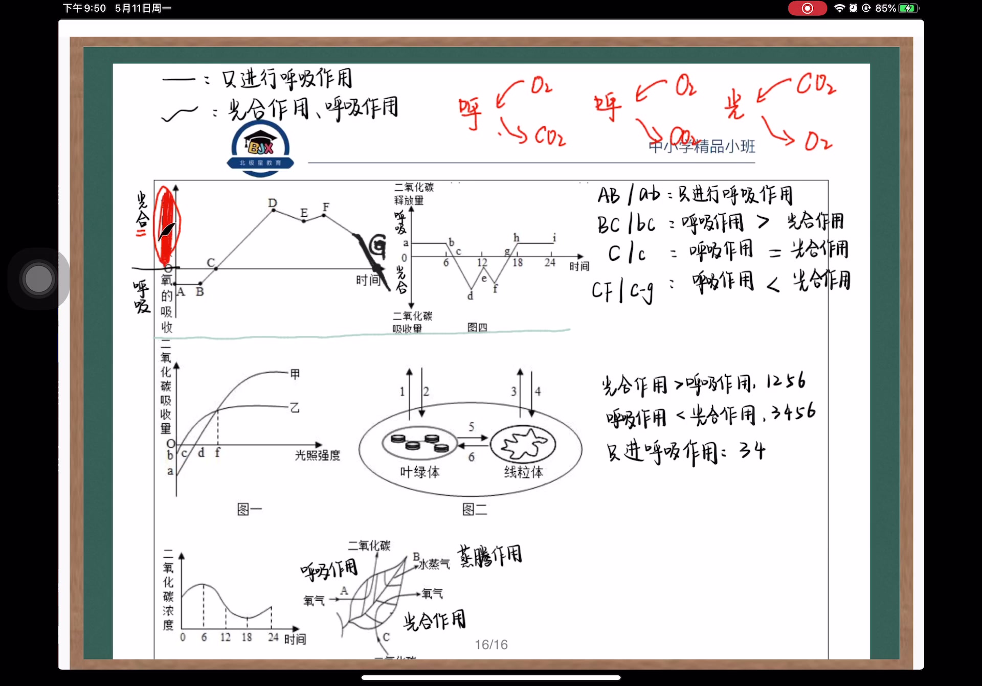 【初中生物知识点】之光合呼吸图像问题哔哩哔哩bilibili