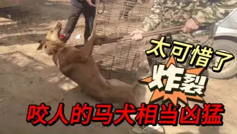 Download Video: 连主人都咬的恶犬被卖掉，面对狗贩子兽性大发，铁夹子下疯狂撕咬