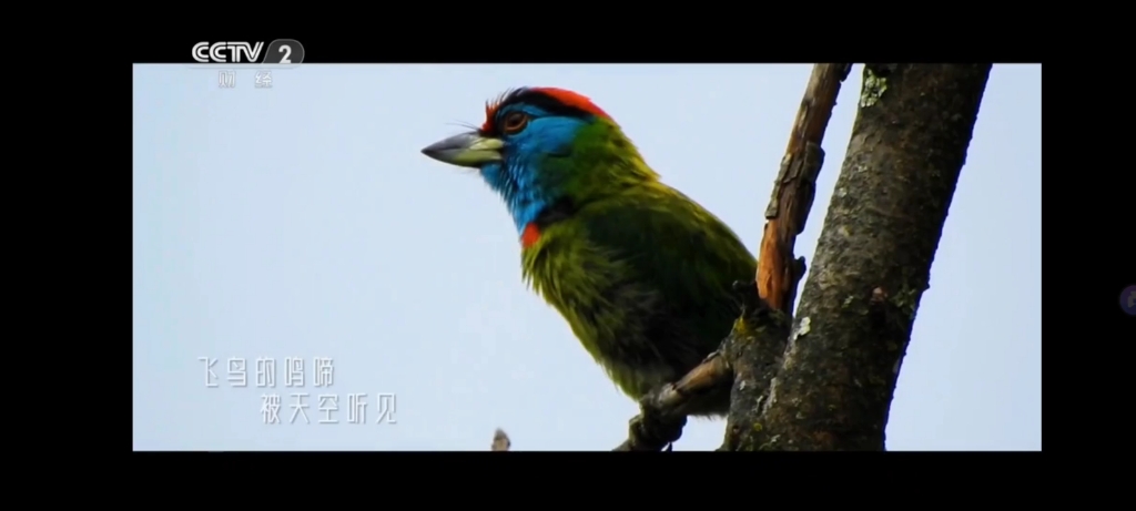 央视公益广告:保护生物多样性 共建生命共同体