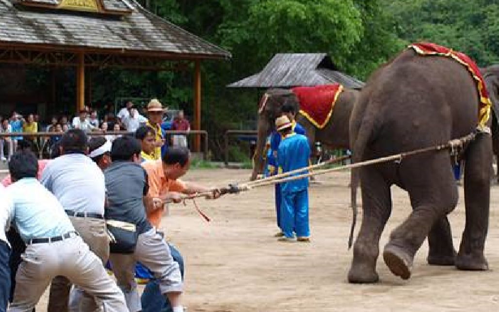 大象的力气到底有多大,一群人和大象拔河比赛,结果立马见分晓!