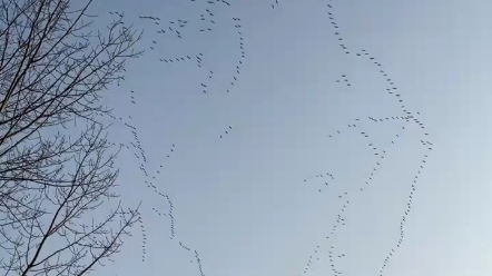 数千只大雁天空中飞翔迁徙 排成“人”“一”矩阵尤为壮观:看到了小学课本上的样子哔哩哔哩bilibili