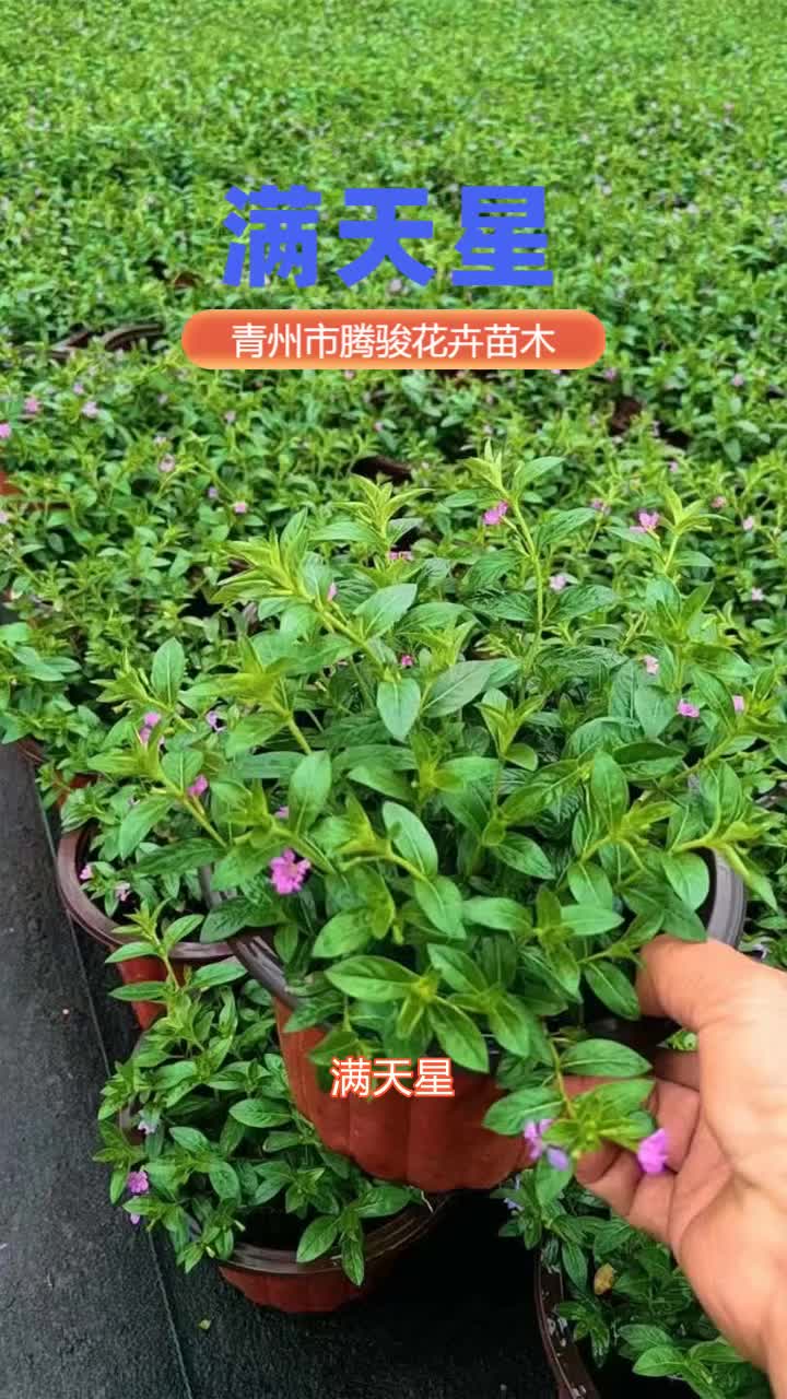 满天星小苗,高品质保证,每株精心培育,艺术与自然的结合