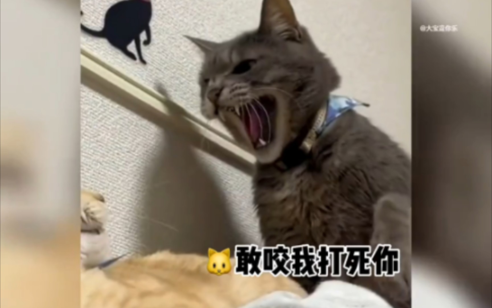 霸气猫咪护主合集,孽畜休伤我主!哔哩哔哩bilibili