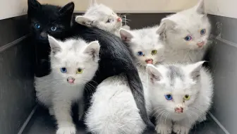 全b站第一个靠救猫上电视的up主 撒花 哔哩哔哩 Bilibili