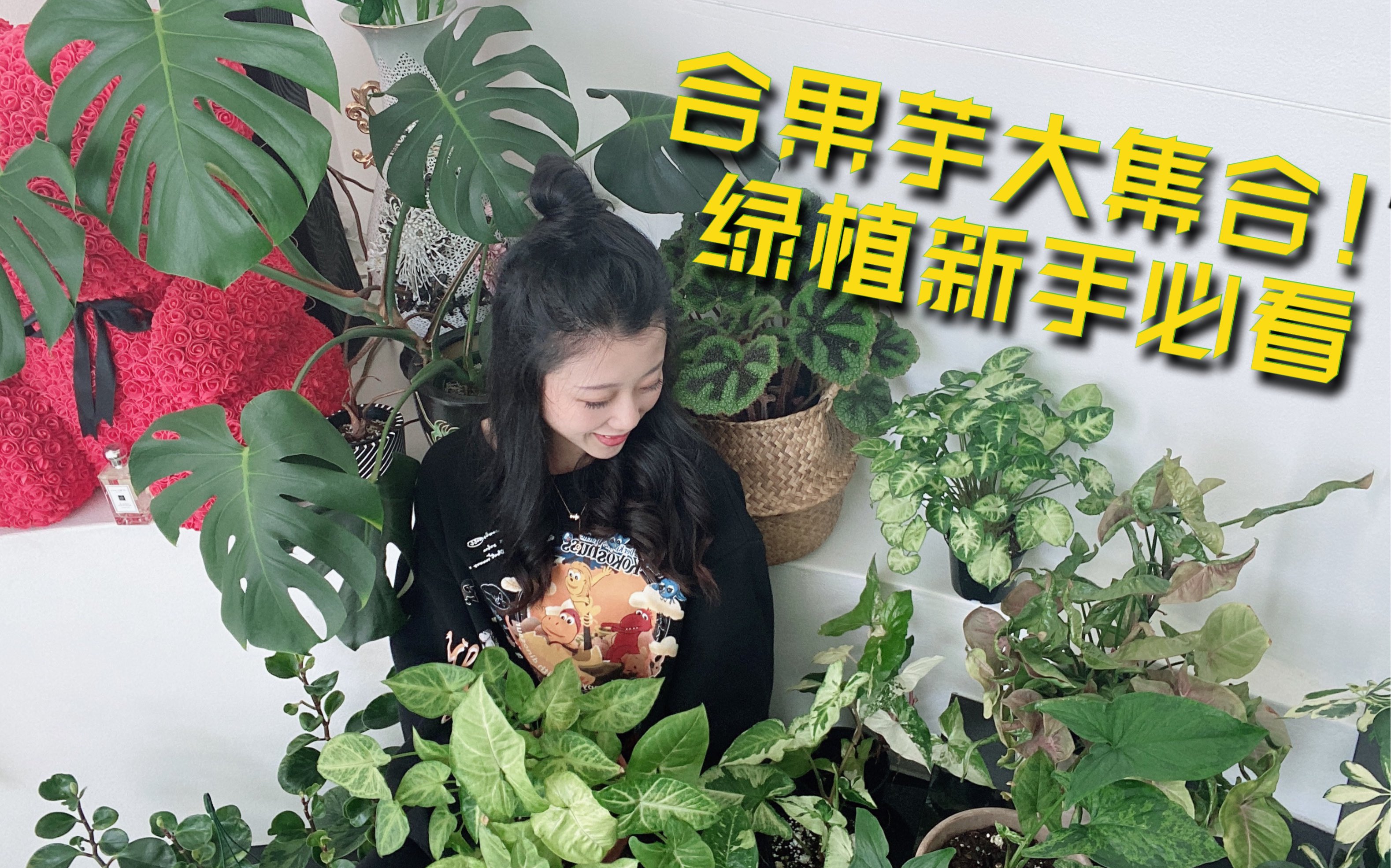 合果芋大集合!绿植新手必看!哔哩哔哩bilibili