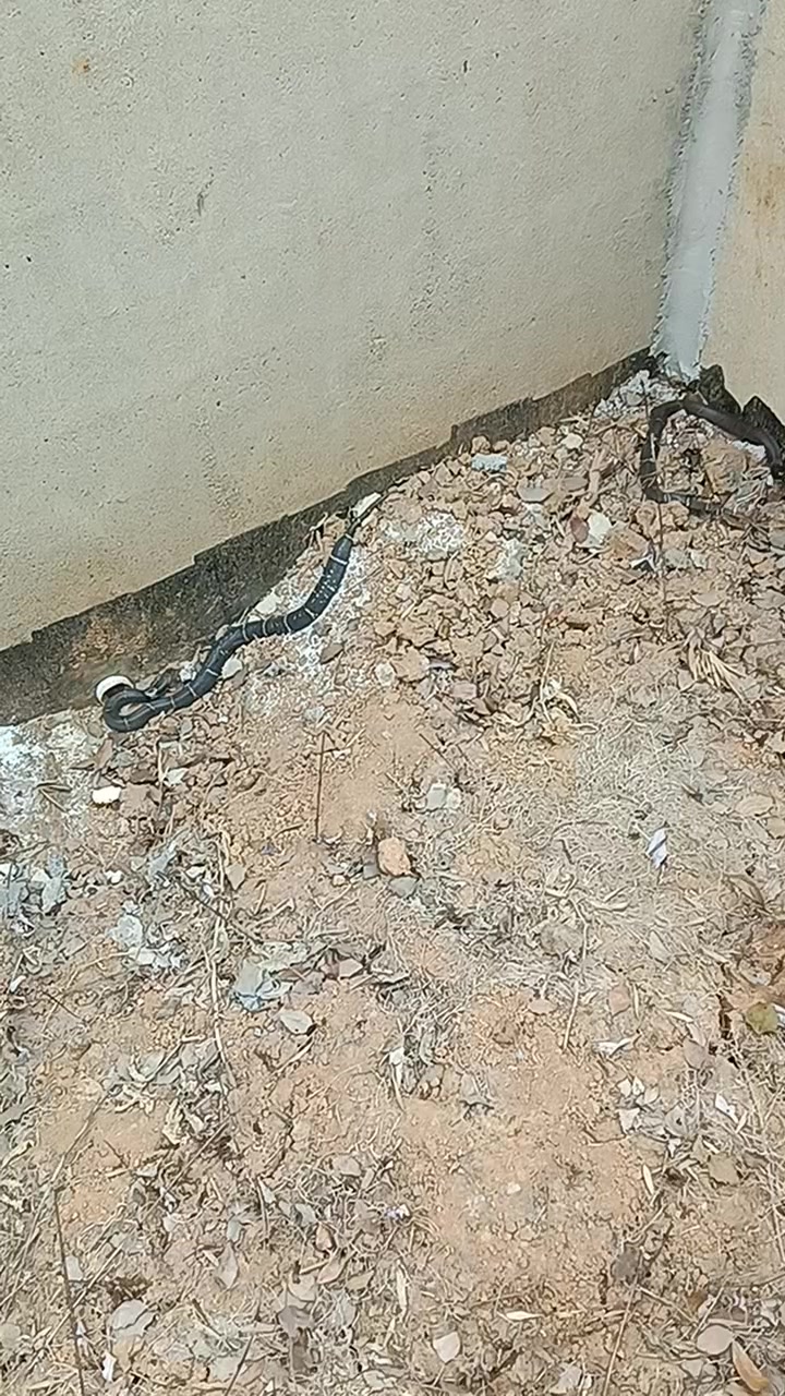 下雨了,两条眼镜蛇想进屋