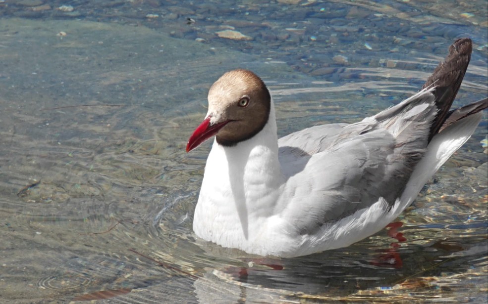 班公湖上的棕头鸥
