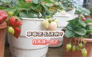 Download Video: 草莓怎么浇水？几天浇一次？一分钟看懂