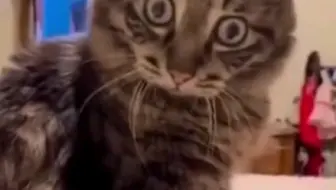 当主人打扰看电视的猫咪时，被其眼神给吓坏了，猫咪：你最好有事！