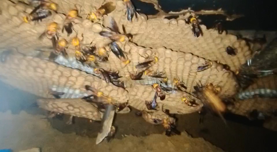 广西红娘虎头蜂