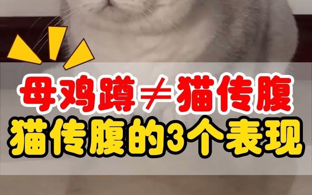 母鸡蹲≠猫传腹!猫传腹前期的3个表现哔哩哔哩bilibili