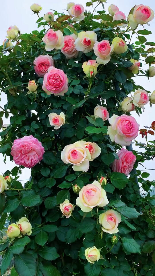 粉色龙沙宝石,养花人的乐趣,月季花公主粉龙_哔哩哔哩_bilibili