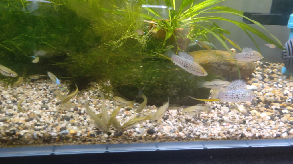 极稀有的野生剑尾鱼(北山剑尾鱼)日常版