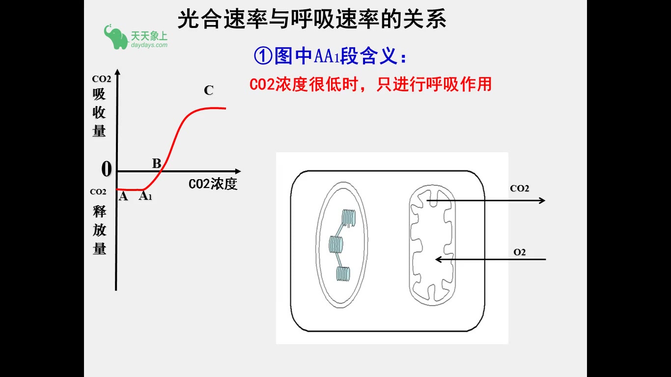 影响光合作用的环境因素哔哩哔哩bilibili