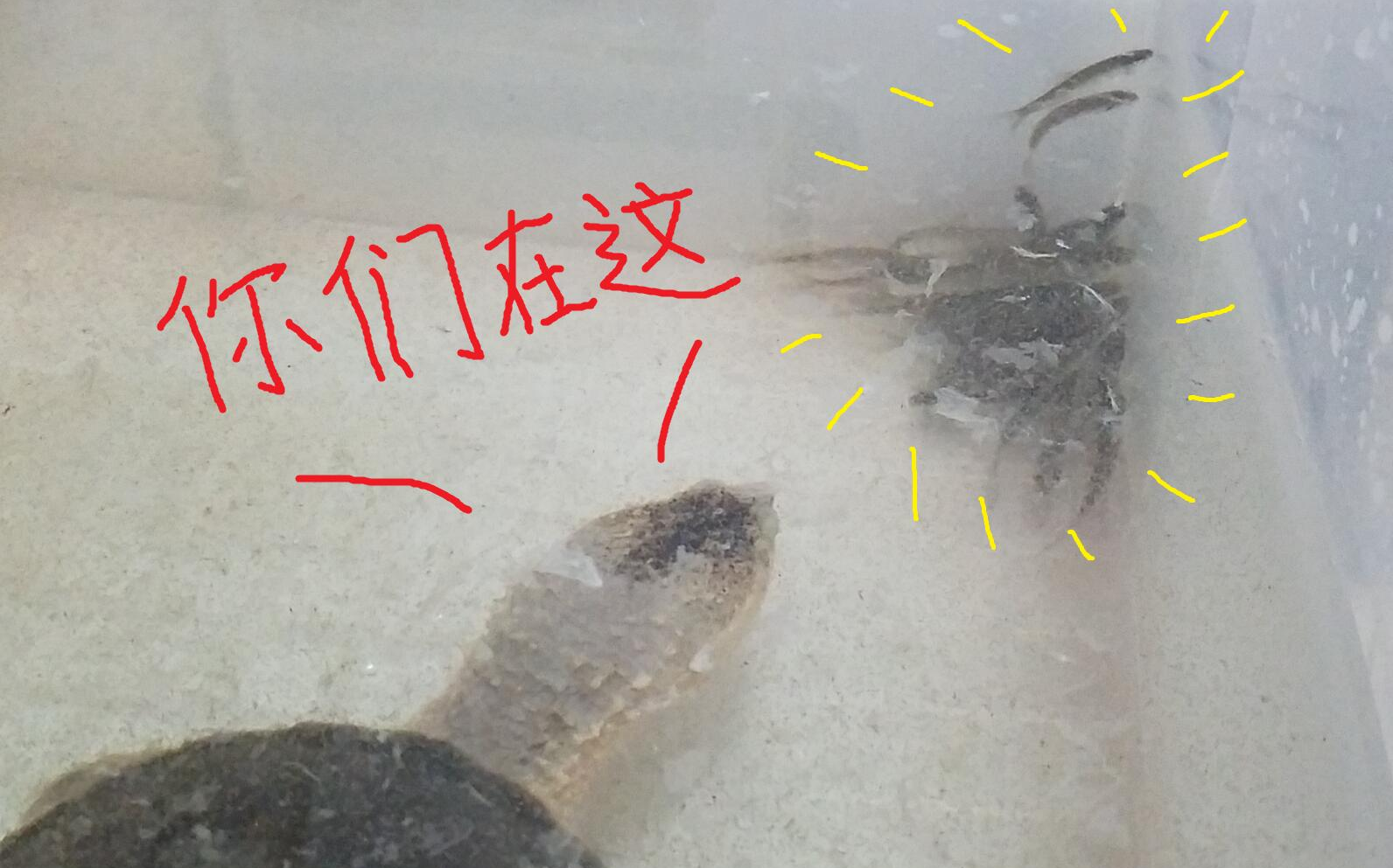 鳄龟又吃鱼 老鼠呢?还没到呢.