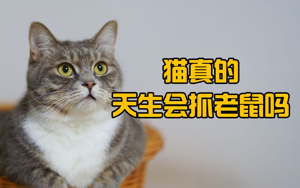 猫真的天生会抓老鼠吗?为什么有的宠物猫不抓老鼠?【宠物知识讲解员】哔哩哔哩bilibili