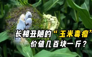 Tải video: 玉米的“隐形黑松露”，却被误认为毒瘤？你见过吗？