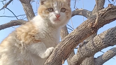 调皮捣蛋的小猫咪,可爱的小东西